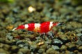 /album/fotogalerie/red-bee-shrimp-jpg2/